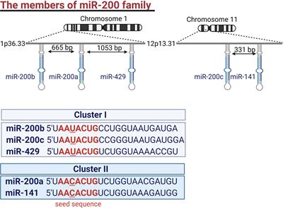 The role of miR-200 family in the regulation of hallmarks of cancer